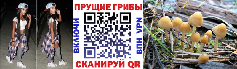 Псилоцибиновые грибы Psilocybine cubensis  гидра   Мышкин  наркота 